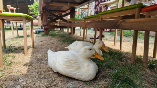 融媒·见证丨杏子熟了，返乡创业的他们更忙了——小院儿“带货”