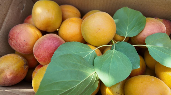 融媒·见证丨杏子熟了，返乡创业的他们更忙了——小院儿“带货”