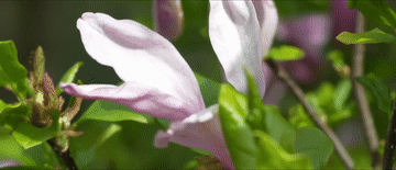 习近平与外国友人的故事｜花开满树情常在