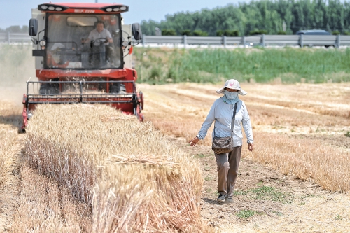 从奔走到守望，他们见证麦田的时代变迁——济南麦客夫妻的27载麦收路