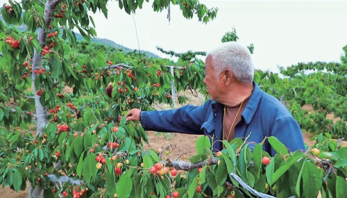 融媒·先锋丨一件件暖心代办，一幅幅振兴图景——“跑腿”村支书