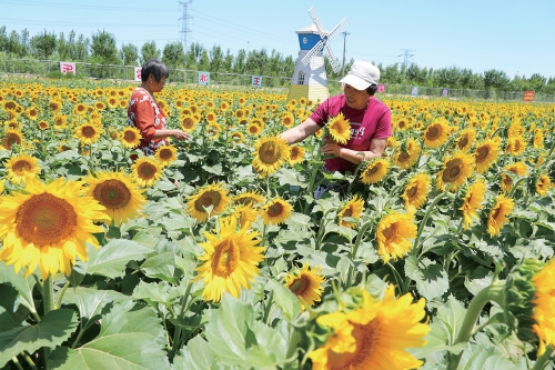 融媒·见证丨短短4年，从“省级贫困村”到“全国文明村”——“牛王”之变