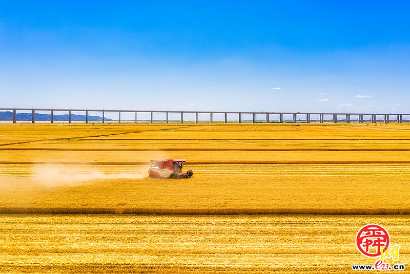 山东小麦收获已近七成