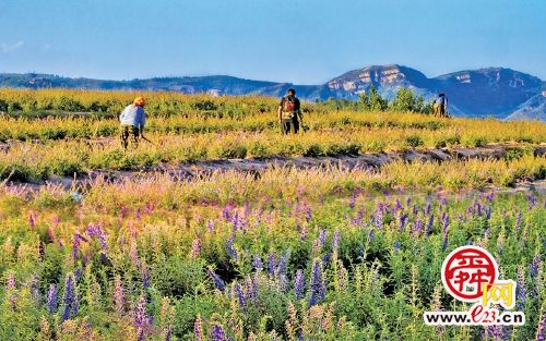 五图振兴 绘就莱芜乡村振兴美丽画卷