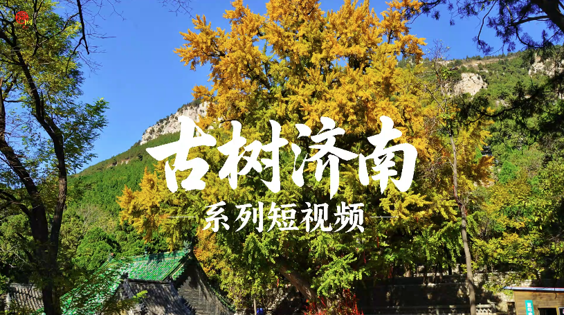 “樹(shù)”說(shuō)4532|濟(jì)南章丘：朱家峪的“釘子樹(shù)”