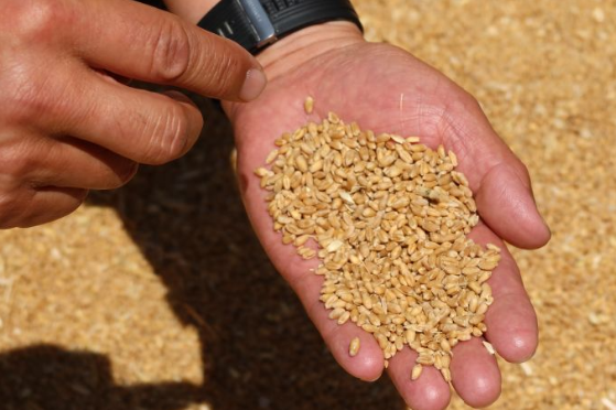 融媒·画像丨收集“泥土数据”，算出“大国粮策”——麦田“精算师”