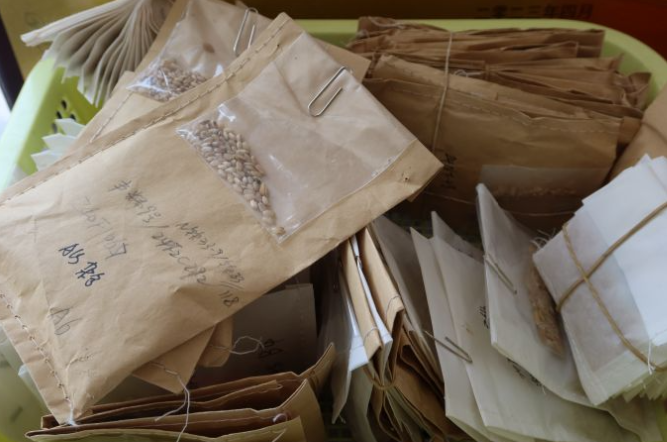 融媒·画像丨试验田里，71个“选手”正在经历一场“淘汰赛”——稻香探秘者