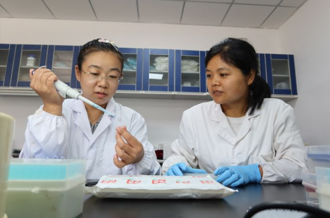 融媒·画像丨试验田里，71个“选手”正在经历一场“淘汰赛”——稻香探秘者