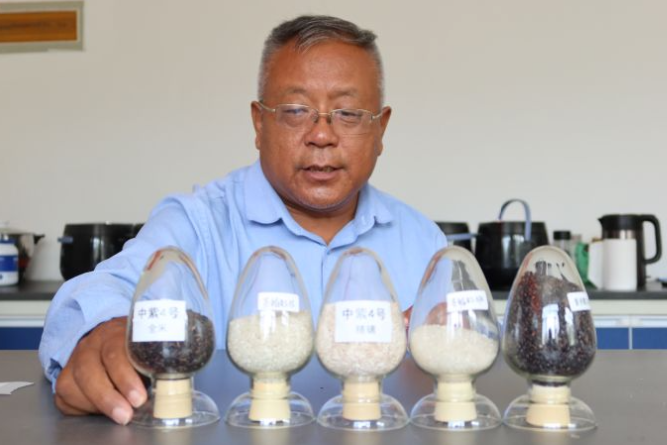 融媒·画像丨试验田里，71个“选手”正在经历一场“淘汰赛”——稻香探秘者