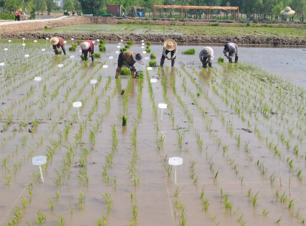 融媒·画像丨试验田里，71个“选手”正在经历一场“淘汰赛”——稻香探秘者