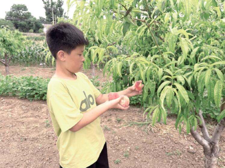 济南迎来“盛夏的果实”，蜜桃、葡萄采摘季即将开启