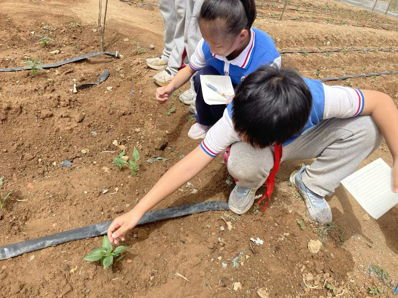 童趣爱沃土 绿意满未来——济南市历城区董家中心小学全国土地日主题活动