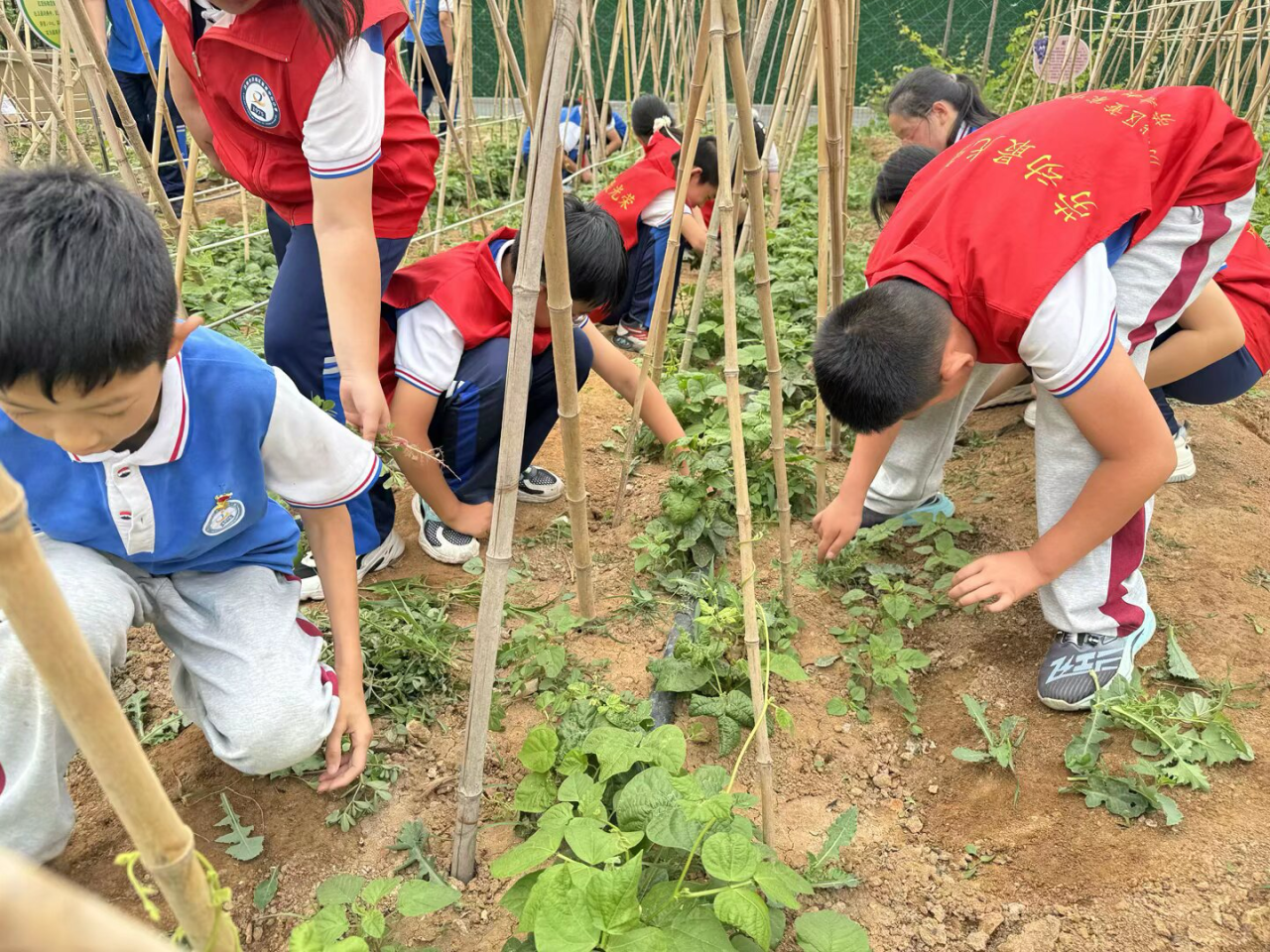 童趣爱沃土 绿意满未来——济南市历城区董家中心小学全国土地日主题活动