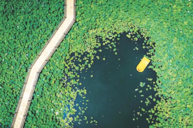 济南鲜花港万平荷塘荷花迎来盛花期