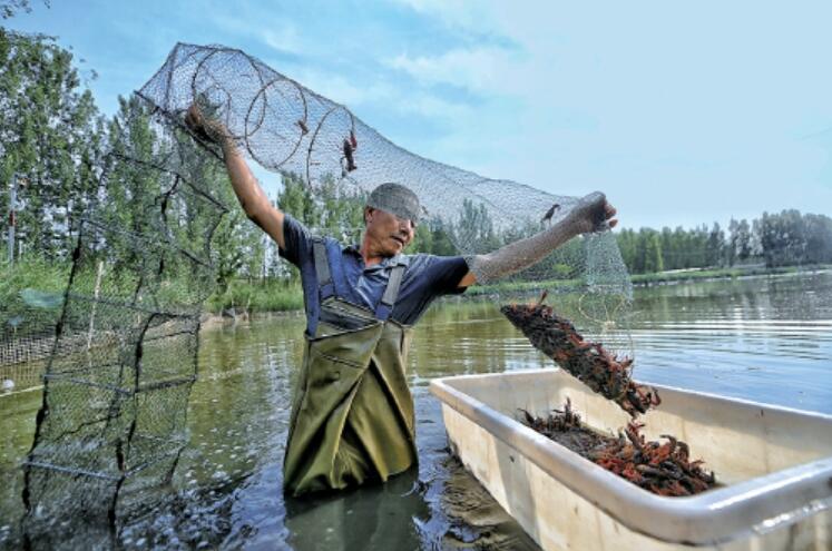 小龙虾丰收黄河岸 虾农烈日捕捞酣