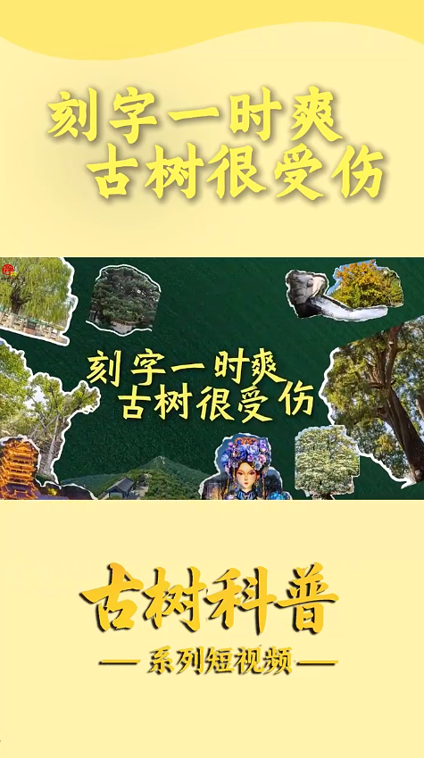 “树”说4532|视频科普：刻划一时爽 古树很受伤