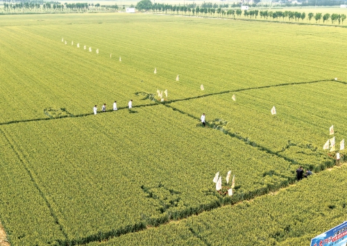 90后“新农人”姜传伟：让希望的种子在田野生长