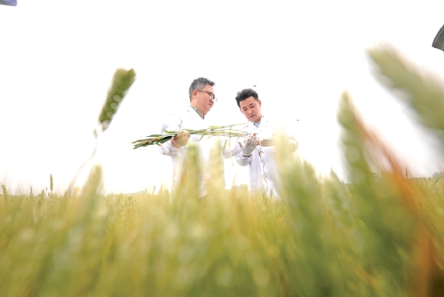 90后“新农人”姜传伟：让希望的种子在田野生长