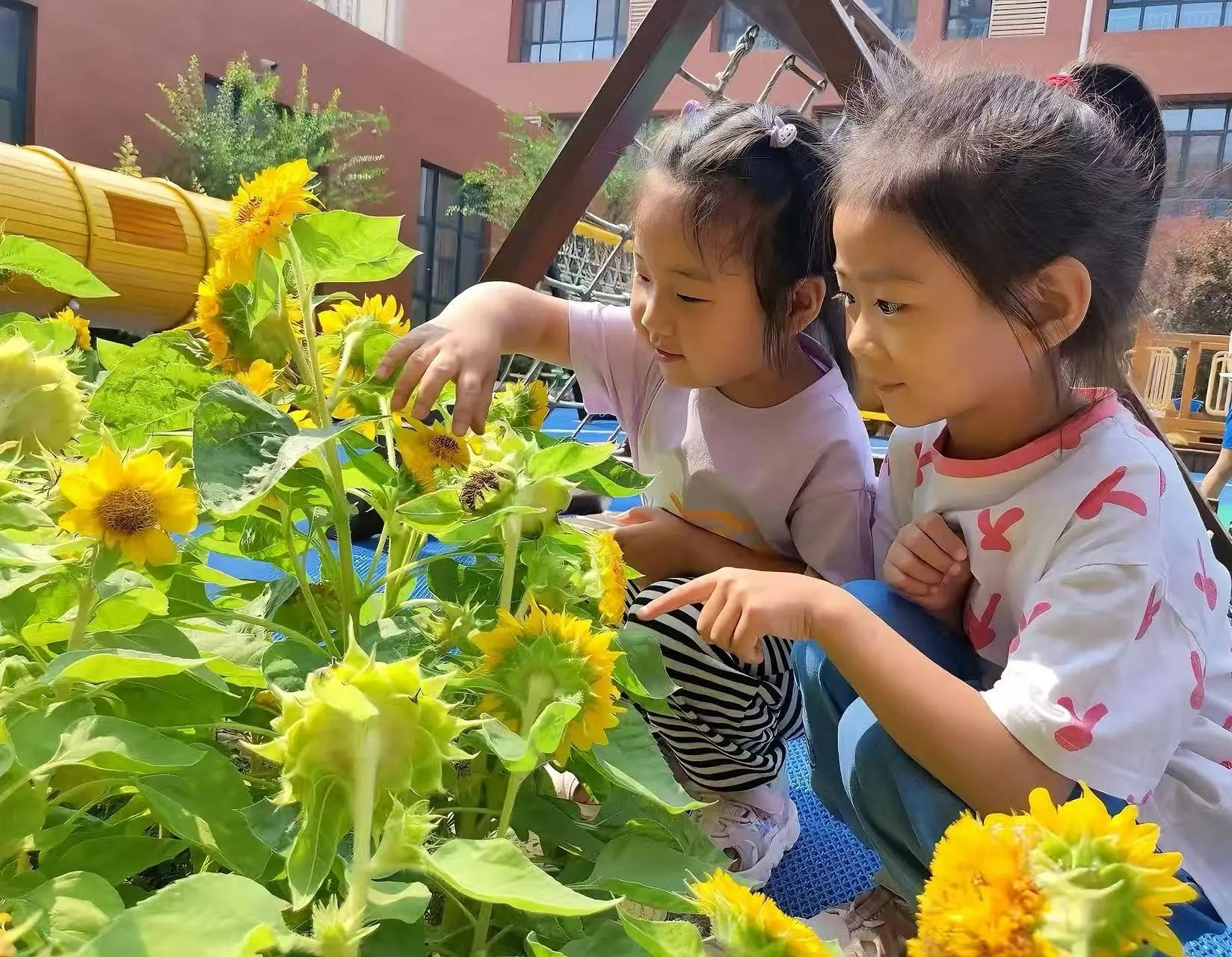 在校园里邂逅诗词里的节气｜小暑