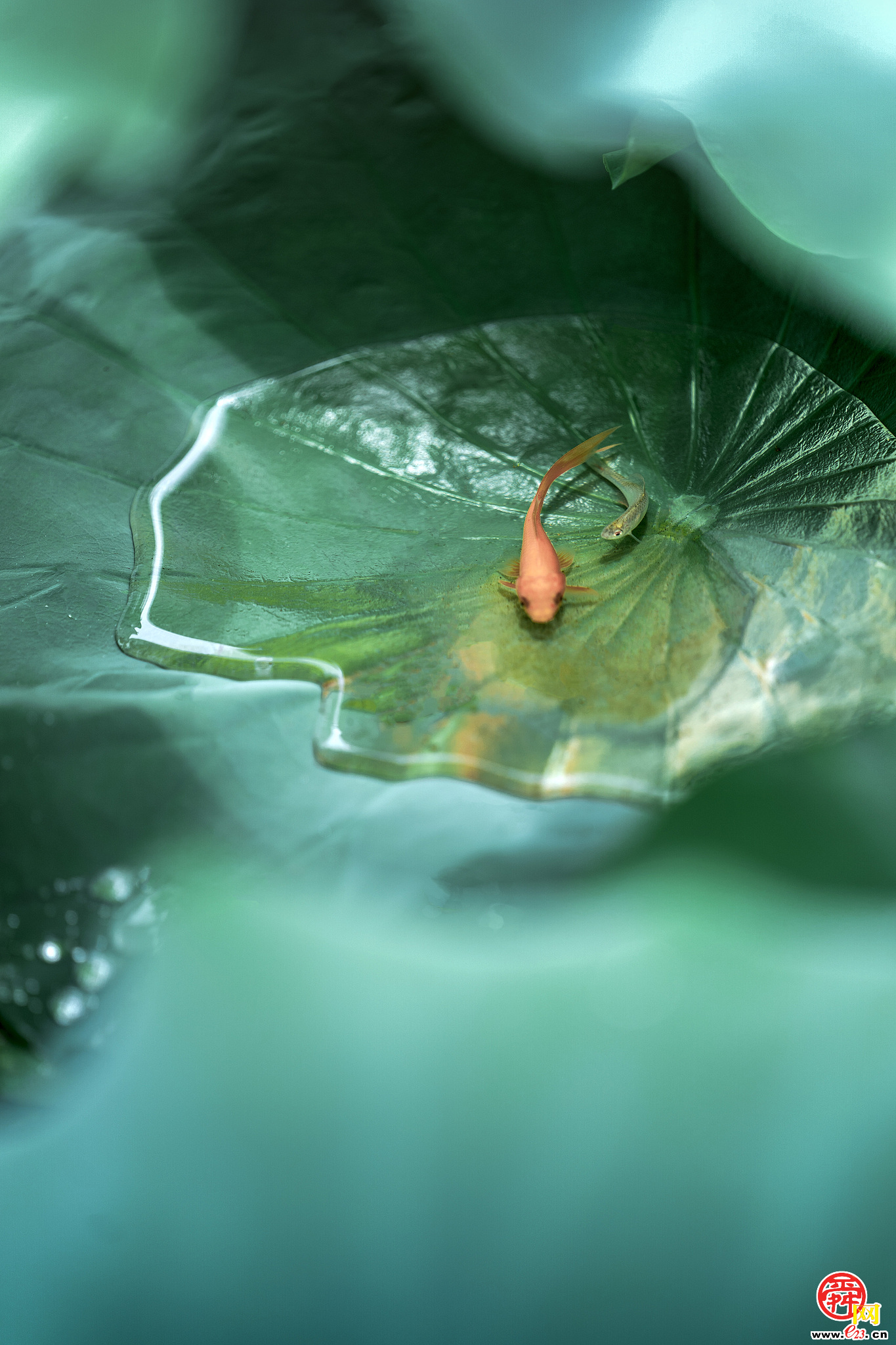 二十四节气 大暑