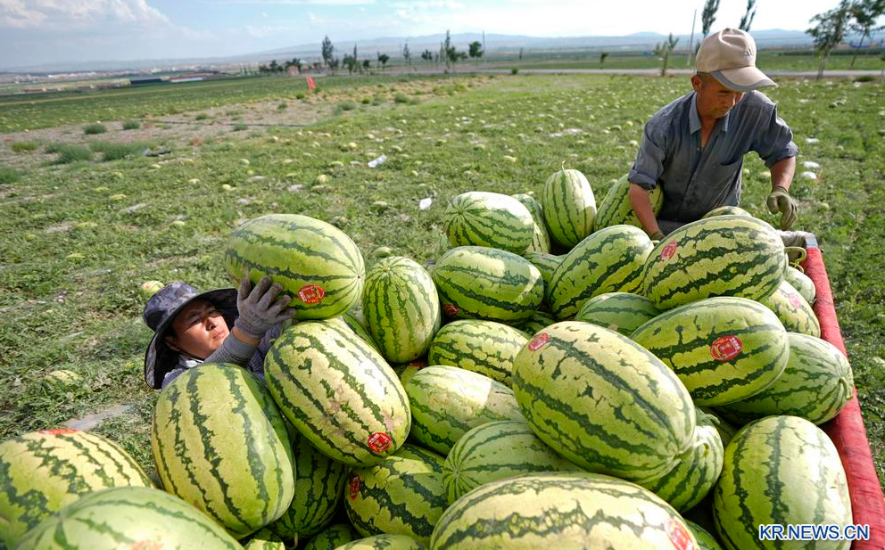 中 닝샤, 셀레늄 수박 풍년이요~