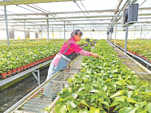 济南特色产业多点开花 激活乡村振兴新动能