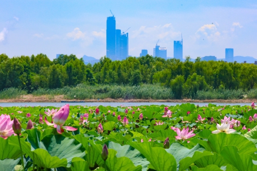 一年四季 泉在济南丨荷花映泉城风光惹人醉