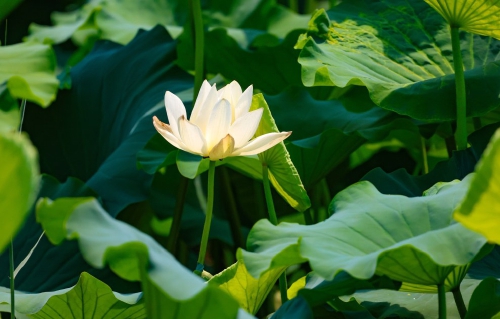 一年四季 泉在济南丨荷花映泉城风光惹人醉