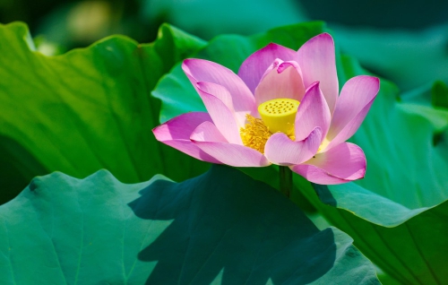 一年四季 泉在济南丨荷花映泉城风光惹人醉