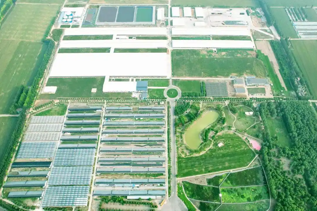 对标国际领先水平 打造商业化育种体系 奥克斯向国际一流水平奶牛育种企业迈进