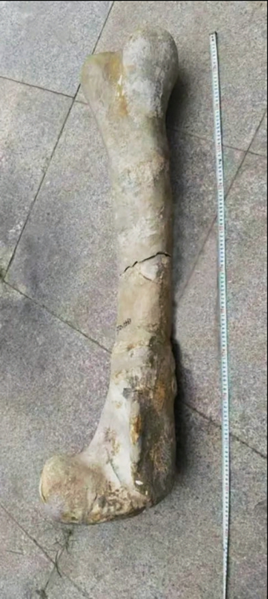 刷新纪录！潍坊诸城发现亚洲最长暴龙股骨化石