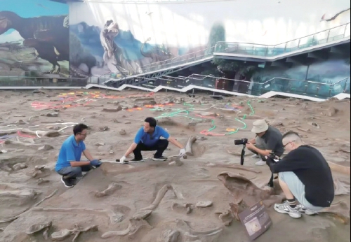 刷新纪录！潍坊诸城发现亚洲最长暴龙股骨化石