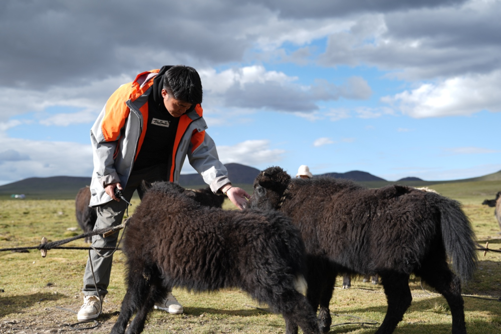 从深圳“拓荒牛”到西藏“牦牛险”：特区精神跨越山海，普惠温度守护高原