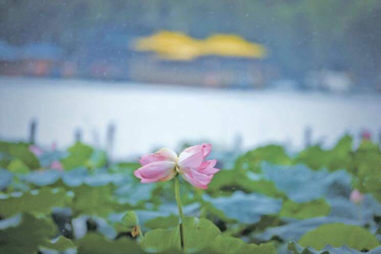 惊艳！济南大明湖并蒂莲雨中绽放摇曳生姿