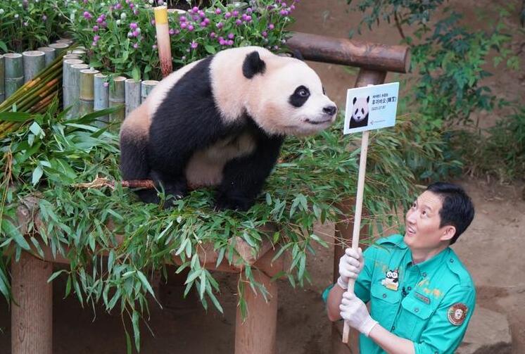 세계는 지금 '판다 앓이' 중...