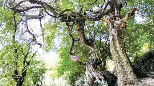 西藏发现高海拔地区已知树龄最长的野生葡萄树