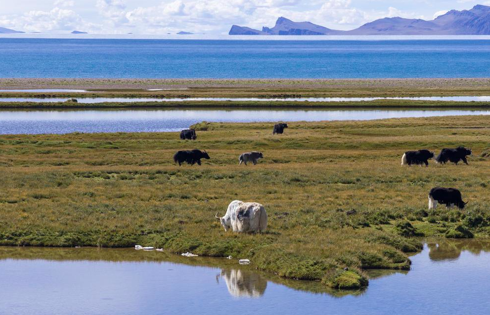 가을 맞은 中 시짱 나무춰
