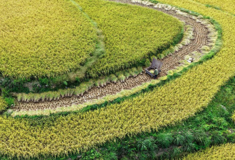 В горном районе Улиншань собрали богатый урожай