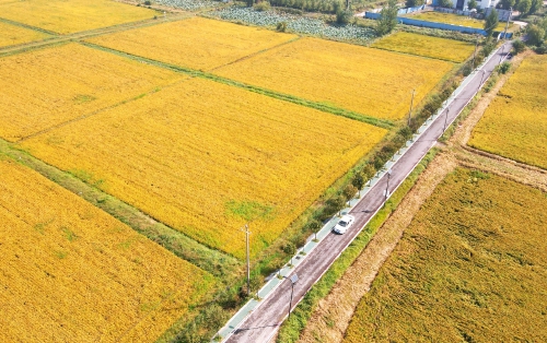 黄河岸边稻花香 风吹稻穗话丰年