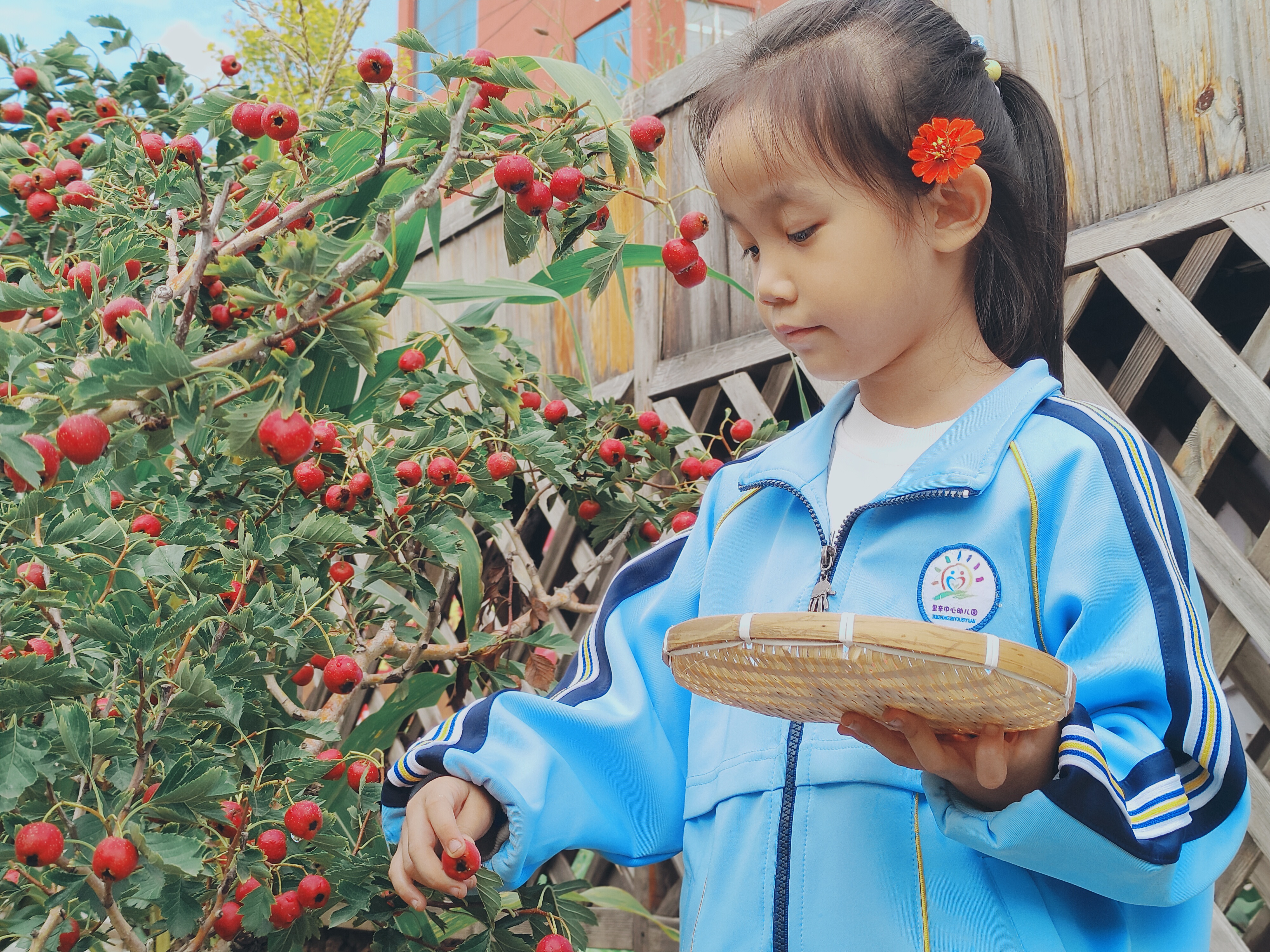 里辛中心幼儿园的小农场迎来丰收时刻
