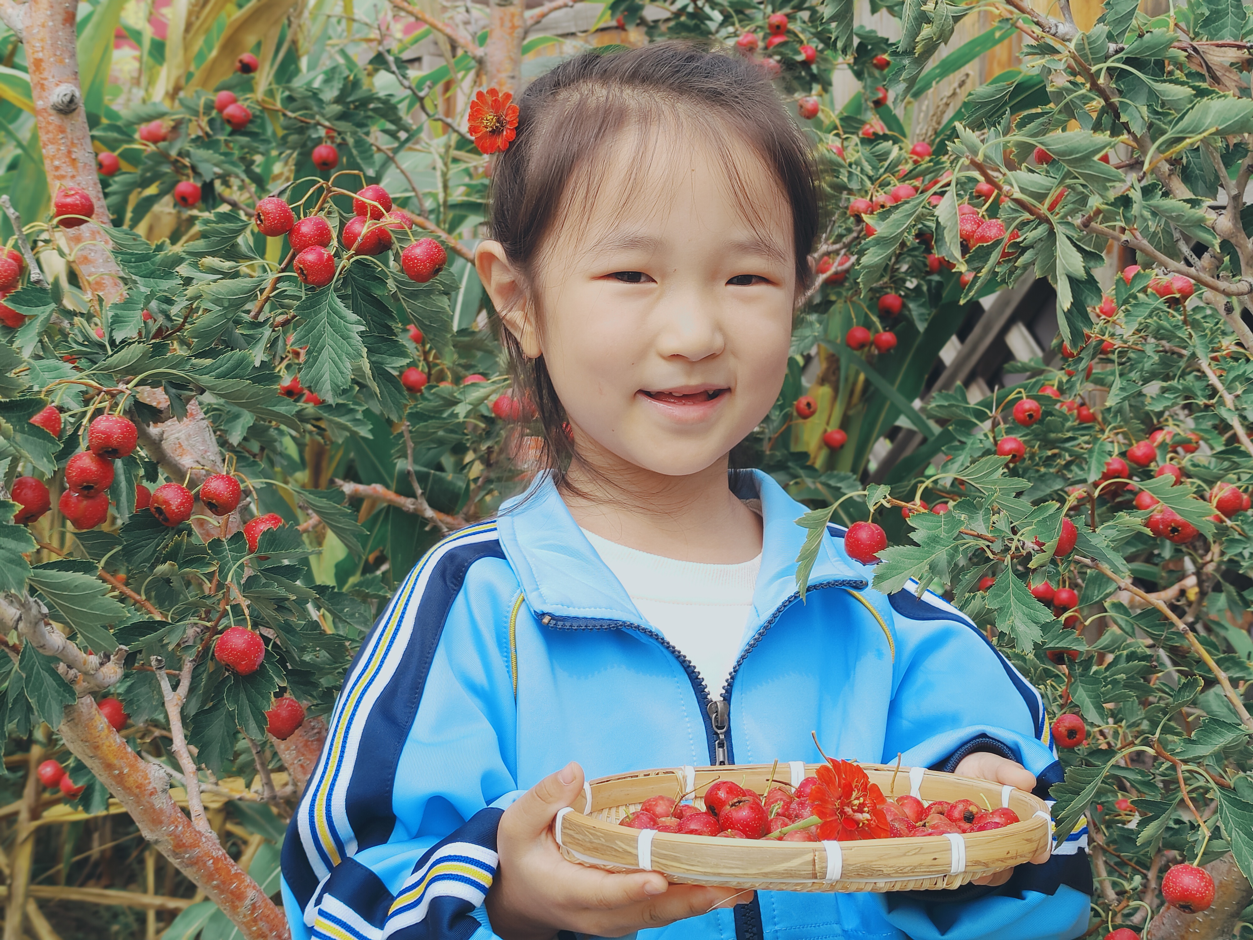 里辛中心幼儿园的小农场迎来丰收时刻