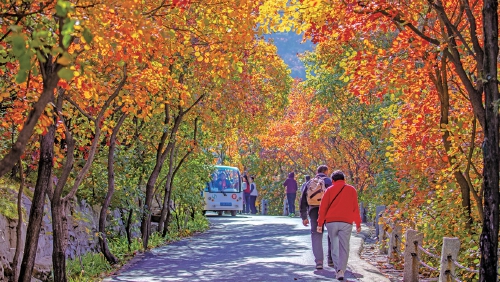 济南红叶谷第25届红叶节十一启幕 4000亩黄栌林演绎“三色秋韵”