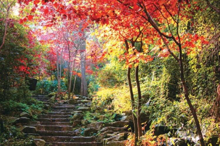 假期第四天“双节”氛围依然浓厚,济南30家景区共接待游客74.54万人次