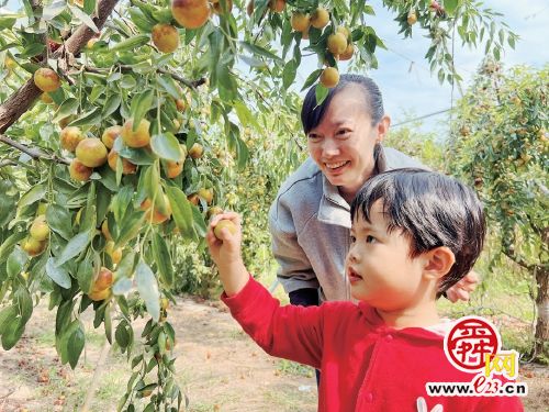 黄河冬枣采摘热