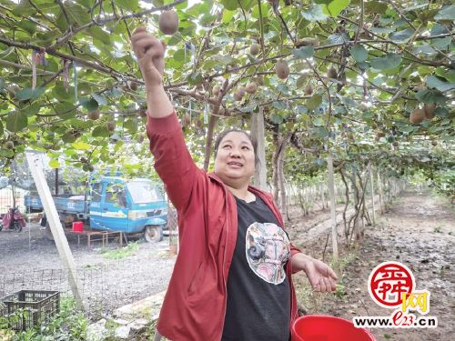 章丘区普集镇桥子村猕猴桃甜蜜上市