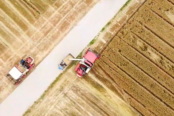 投入4544台履带式收获机、4227台烘干设备 山东省全力保障“三秋”生产