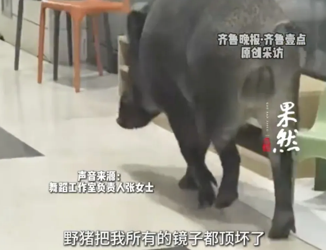 “室内东西全祸害了!”一野猪发狂冲进舞蹈室,撞碎屋内所有镜子后被击毙,房东:愿承担商户部分损失