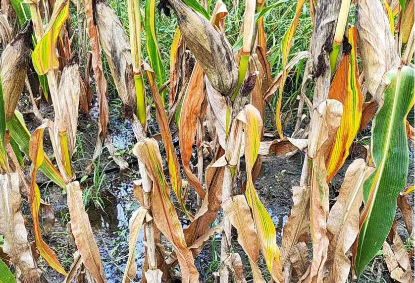 平安产险莱州支公司：风雨同舟护秋收