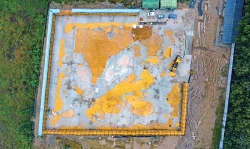 视觉：雨中夺粮 颗粒归仓