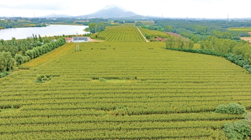 视觉：雨中夺粮 颗粒归仓
